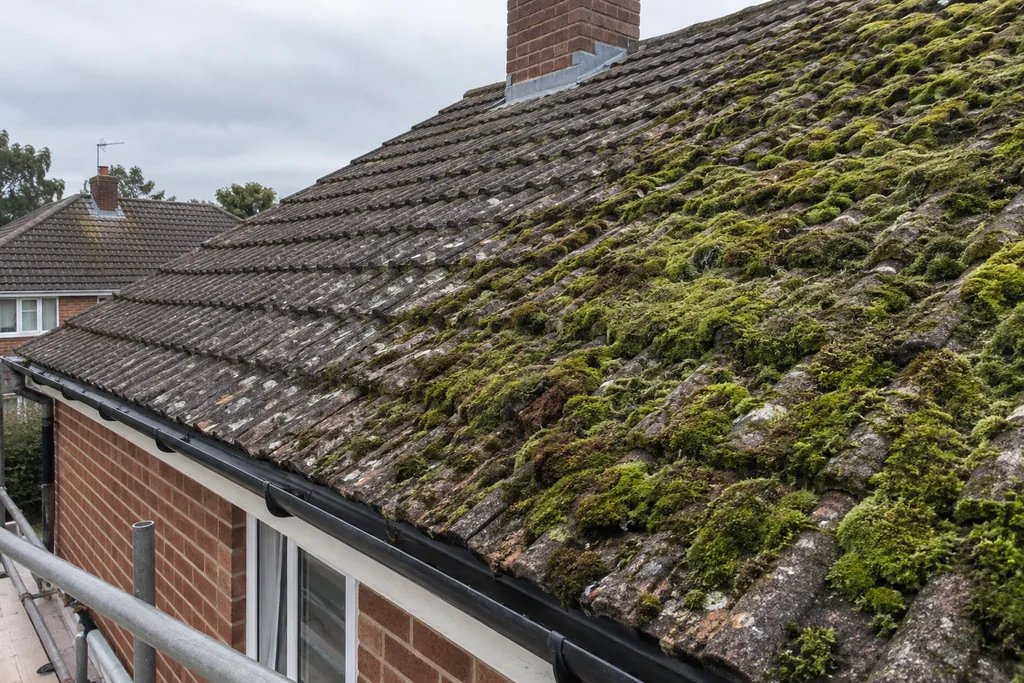 Concrete tiled roof partly covered in thick green moss viewed from scaffold level