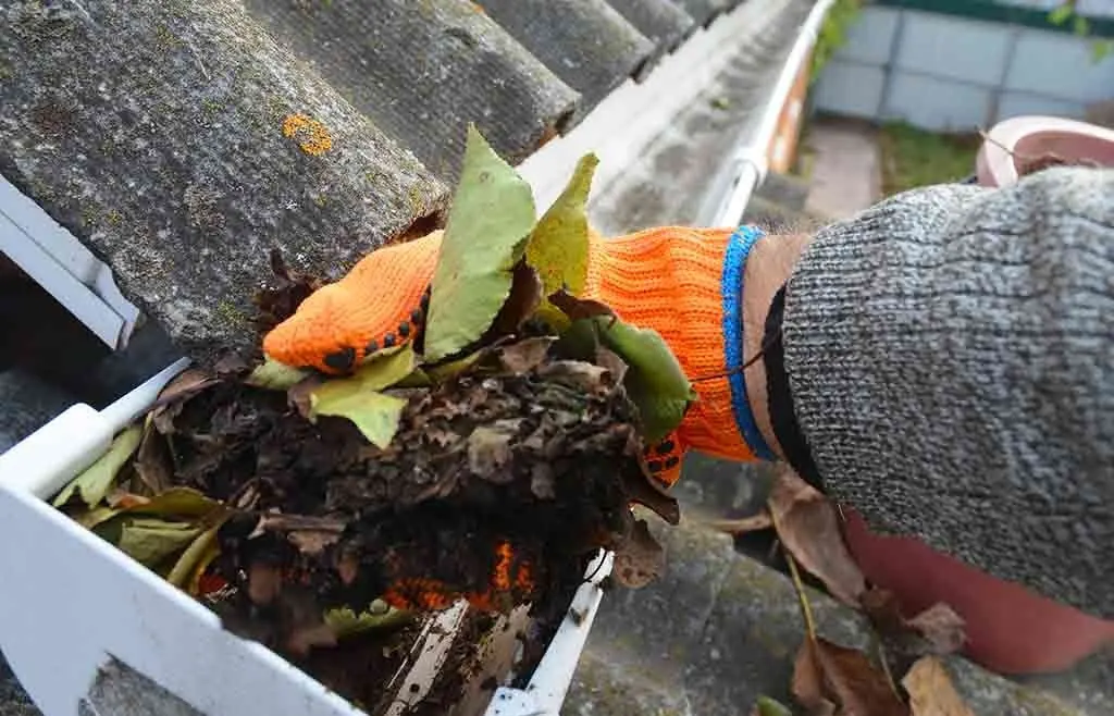 Gloved hand removing leaves and debris from a gutter